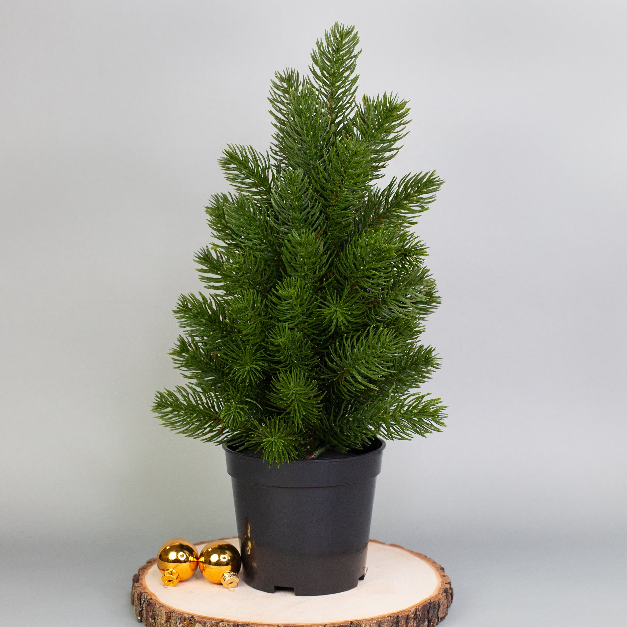 Mini Weihnachtsbaum mit Topf