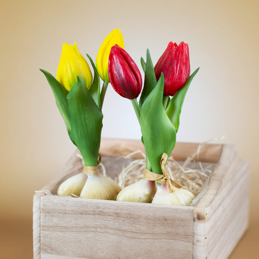 Beide Varianten (rot & gelb) nebeneinander in Holzkiste