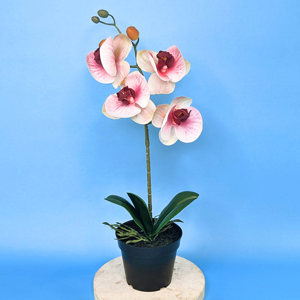 Orchidee Seidenblume | Hochwertige Kunstblume mit Topf