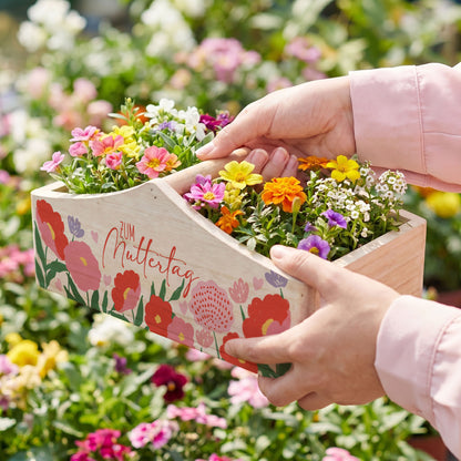 Pflanzkorb mit Frühlingsblumen wird als Geschenk überreicht zum Muttertag