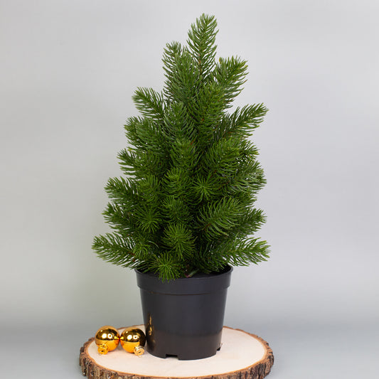 Künstlicher Mini-Weihnachtsbaum im schwarzen Topf als festliche Tischdekoration